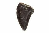 Serrated, Dromaeosaurid Theropod (Acheroraptor) Tooth - Montana #204235-1